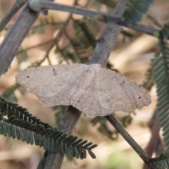 Dissomorphia australiaria (Dissomorphia australiaria) at Majura, ACT - 8 Dec 2020 by Owen