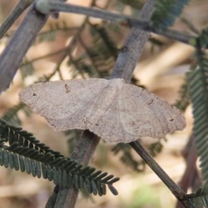 Dissomorphia australiaria at Majura, ACT - 8 Dec 2020