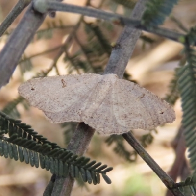 Dissomorphia australiaria (Dissomorphia australiaria) at Mount Ainslie - 8 Dec 2020 by owenh