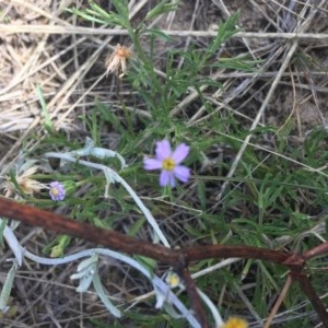 Vittadinia muelleri at Mitchell, ACT - 8 Dec 2020