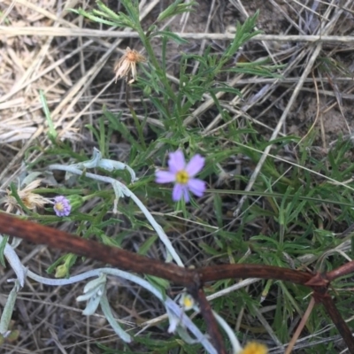 Vittadinia muelleri (Narrow-leafed New Holland Daisy) at Mitchell, ACT - 8 Dec 2020 by NedJohnston