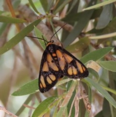 Amata (genus) (Handmaiden Moth) at Majura, ACT - 8 Dec 2020 by owenh