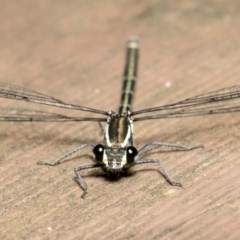 Austroargiolestes icteromelas (Common Flatwing) at Acton, ACT - 8 Dec 2020 by Roger