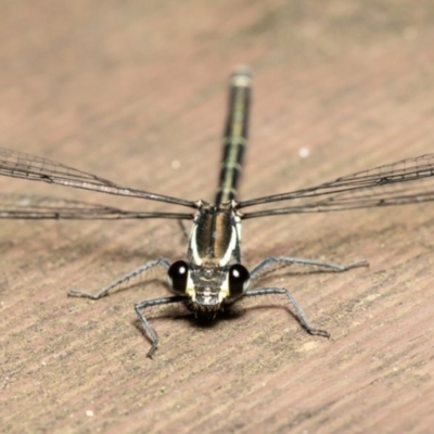 Austroargiolestes icteromelas (Common Flatwing) at Acton, ACT - 8 Dec 2020 by Roger