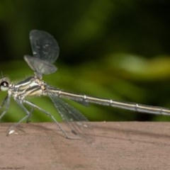 Austroargiolestes icteromelas at Acton, ACT - 8 Dec 2020