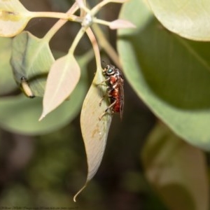 Pergagrapta sp. (genus) at Holt, ACT - 8 Dec 2020