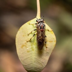 Pergagrapta sp. (genus) at Holt, ACT - 8 Dec 2020