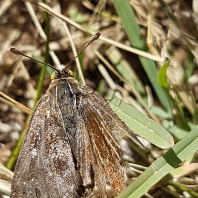 Synemon plana (Golden Sun Moth) at Bass Gardens Park, Griffith - 8 Dec 2020 by SRoss