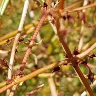 Rumex dumosus (Wiry Dock) at Bass Gardens Park, Griffith - 8 Dec 2020 by SRoss