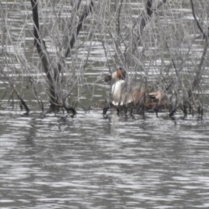 Podiceps cristatus at Uriarra Village, ACT - 5 Dec 2020 01:36 PM