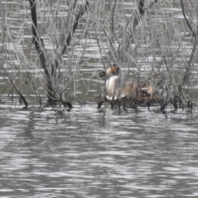 Podiceps cristatus (Great Crested Grebe) at Cotter Reservoir - 5 Dec 2020 by Liam.m