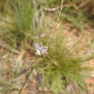 Arthropodium milleflorum at Cotter River, ACT - 5 Dec 2020