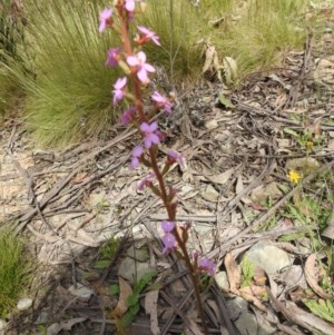 Stylidium armeria subsp. armeria at Cotter River, ACT - 5 Dec 2020