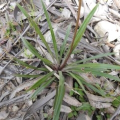 Stylidium armeria subsp. armeria at Cotter River, ACT - 5 Dec 2020 12:39 PM