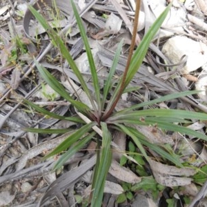 Stylidium montanum at Cotter River, ACT - 5 Dec 2020