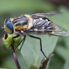 Scaptia sp. (genus) (March fly) at Googong, NSW - 7 Dec 2020 by WHall