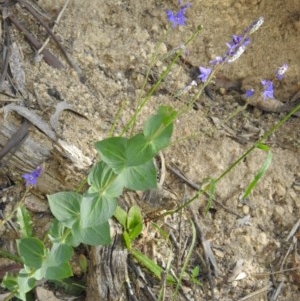 Veronica perfoliata at Cotter River, ACT - 5 Dec 2020