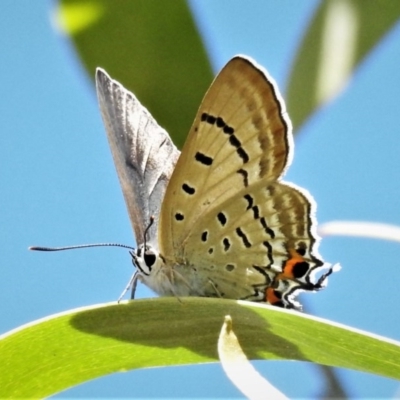 Jalmenus ictinus (Stencilled Hairstreak) at Coree, ACT - 8 Dec 2020 by JohnBundock