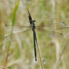 Austroargiolestes icteromelas (Common Flatwing) at Coree, ACT - 7 Dec 2020 by JohnBundock