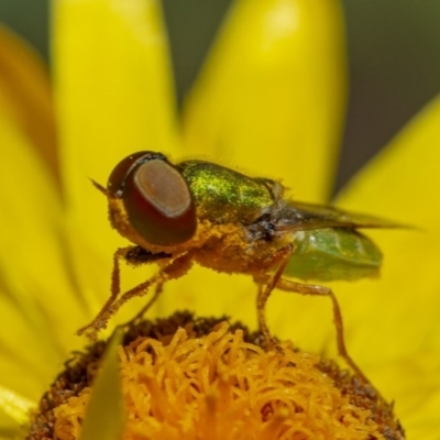 Odontomyia decipiens (Green Soldier Fly) at Acton, ACT - 2 Dec 2020 by WHall