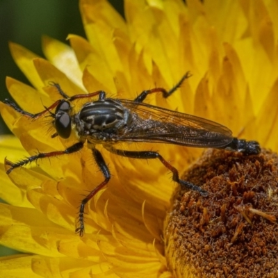 Zosteria rosevillensis (A robber fly) at Acton, ACT - 2 Dec 2020 by WHall