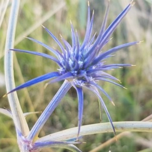 Eryngium ovinum at Dunlop, ACT - 8 Dec 2020 03:44 PM