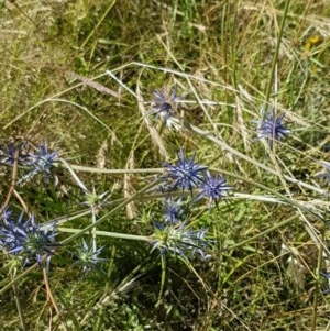 Eryngium ovinum at Dunlop, ACT - 8 Dec 2020 03:44 PM