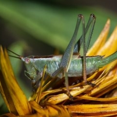 Conocephalus sp. (genus) (A Tussock Katydid) at ANBG - 2 Dec 2020 by WHall