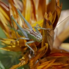 Conocephalus sp. (genus) at Acton, ACT - 2 Dec 2020