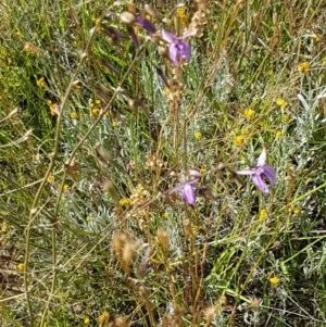 Arthropodium fimbriatum at Dunlop, ACT - 8 Dec 2020