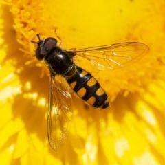 Melangyna viridiceps (Hover fly) at ANBG - 2 Dec 2020 by WHall