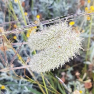 Trifolium angustifolium at Dunlop, ACT - 8 Dec 2020