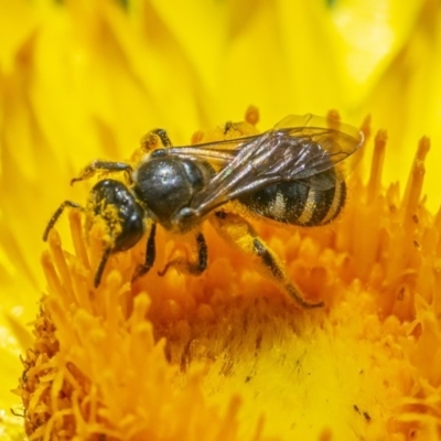 Lasioglossum (Chilalictus) sp. (genus & subgenus) (Halictid bee) at Acton, ACT - 2 Dec 2020 by WHall