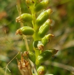 Microtis sp. (Onion Orchid) at Dunlop, ACT - 8 Dec 2020 by trevorpreston