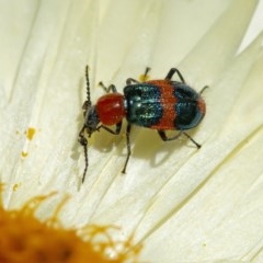 Dicranolaius bellulus (Red and Blue Pollen Beetle) at Acton, ACT - 2 Dec 2020 by WHall