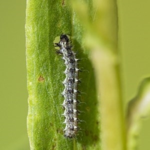 Lepidoptera unclassified IMMATURE at Acton, ACT - 2 Dec 2020 12:42 PM