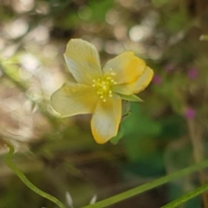 Hypericum gramineum at Dunlop, ACT - 8 Dec 2020 03:56 PM