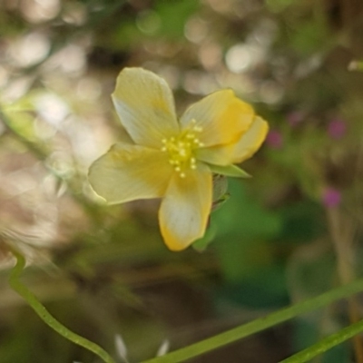 Hypericum gramineum (Small St Johns Wort) at Dunlop Grasslands - 8 Dec 2020 by tpreston