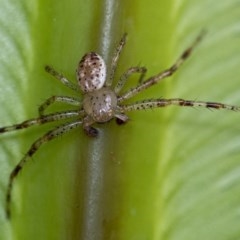 Thomisidae (family) (Unidentified Crab spider or Flower spider) at ANBG - 2 Dec 2020 by WHall