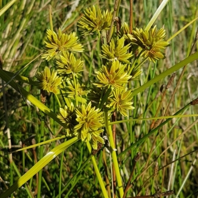 Cyperus eragrostis (Umbrella Sedge) at Dunlop, ACT - 8 Dec 2020 by tpreston