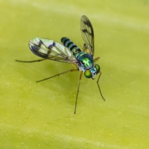 Austrosciapus connexus at Acton, ACT - 2 Dec 2020