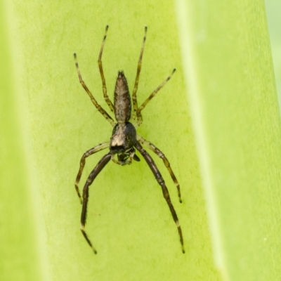 Helpis minitabunda (Threatening jumping spider) at ANBG - 2 Dec 2020 by WHall