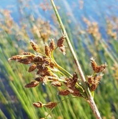 Schoenoplectus validus (River Club-rush) at Dunlop, ACT - 8 Dec 2020 by tpreston