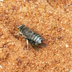 Bembix sp. (genus) (Unidentified Bembix sand wasp) at Acton, ACT - 2 Dec 2020 by WHall