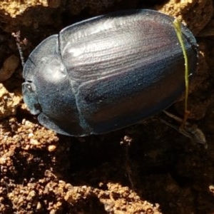 Pterohelaeus piceus at Dunlop, ACT - 8 Dec 2020