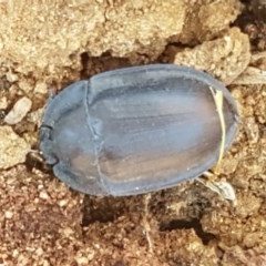 Pterohelaeus piceus at Dunlop, ACT - 8 Dec 2020