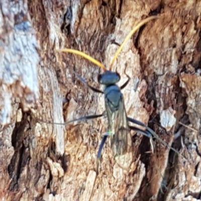 Pompilidae (family) (Unidentified Spider wasp) at Fraser, ACT - 8 Dec 2020 by tpreston