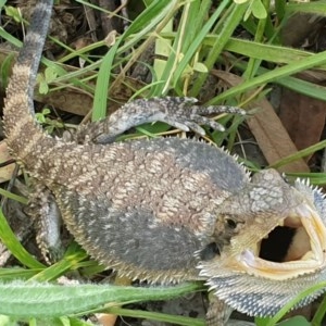 Pogona barbata at Lyons, ACT - suppressed