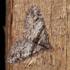 Phrissogonus laticostata (Apple looper moth) at Melba, ACT - 14 Nov 2020 by kasiaaus