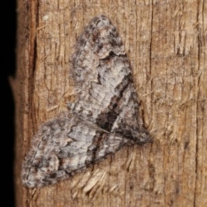 Phrissogonus laticostata at Melba, ACT - 15 Nov 2020 12:02 AM